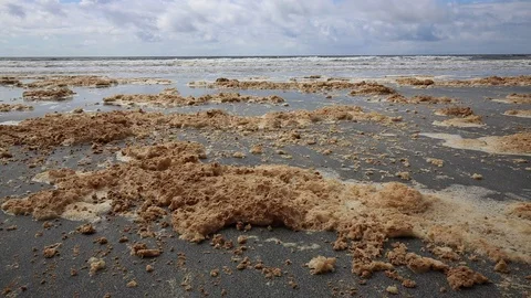 Beach_foam Stock Footage 90442362