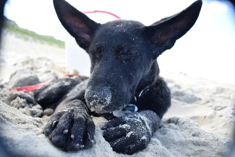 BeachBuddy Stock Photos