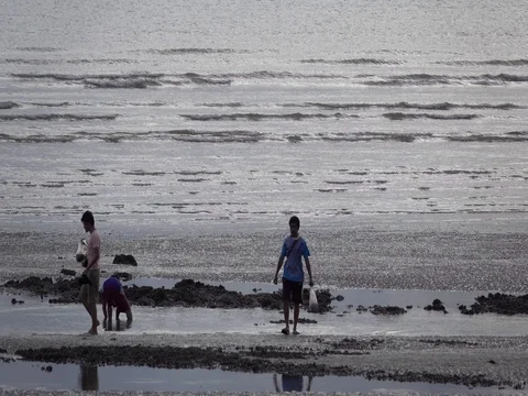 Beachcomber at Low Tide Stock Footage 69389644