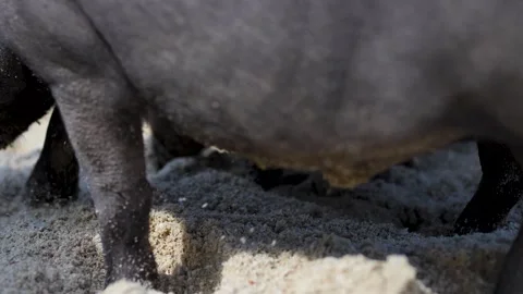 Beachcombing Pig Sniffing the Sand Stock Footage 266166642