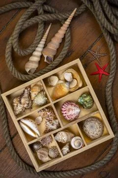 Beachcombing - Seashell Collection Stock Photos