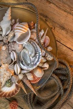 Beachcombing - Seashell Collection Stock Photos