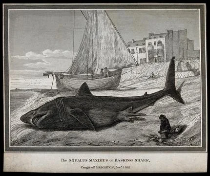 A beached basking shark lying next to a fishing trawler. Etching. Stock Illustration