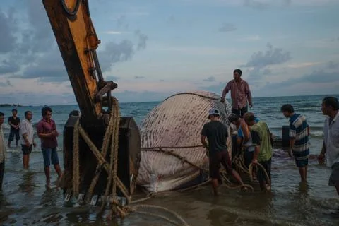 Beached blue whale Фото