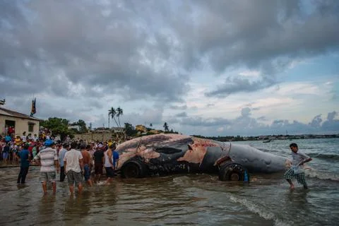 Beached blue whale Фото
