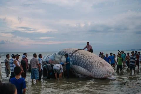 Beached blue whale Stock Photos