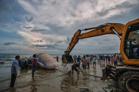 Beached blue whale Stock Photos