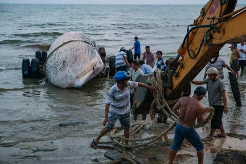 Beached blue whale Stock Photos