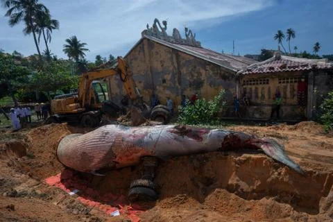Beached blue whale Stock Photos
