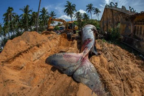 Beached blue whale Stock Photos