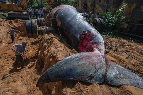 Beached blue whale Stock Photos
