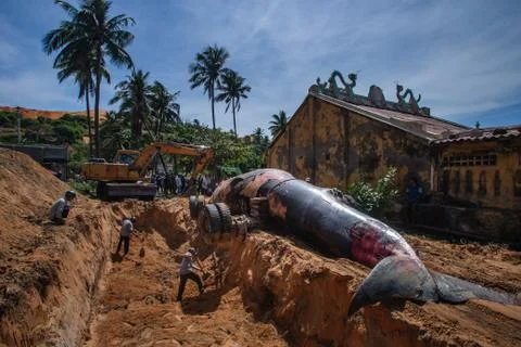 Beached blue whale Stock Photos