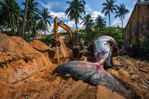 Beached blue whale Stock Photos