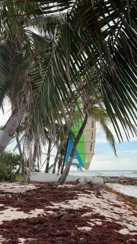 Beached catamaran among palm trees on tropical Barbados coastline Stock Footage 337109078