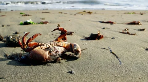 Beached Crab Stock Footage 49781966