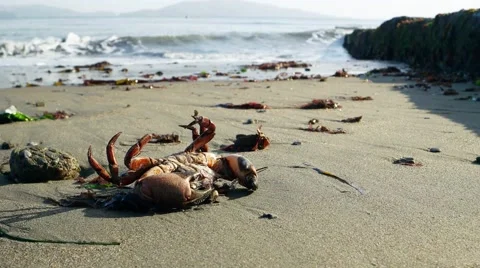 Beached Crab Stock Footage 49783844