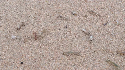 Beached crayfish coming out of a river mouth during a storm at sea Stock Footage 144890434
