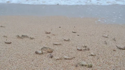 Beached crayfish coming out of a river mouth during a storm at sea Vidéo 144890535