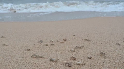 Beached crayfish coming out of a river mouth during a storm at sea Vidéo 144890711