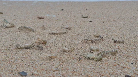 Beached crayfish coming out of a river mouth during a storm at sea Vídeo Stock 144890932