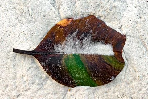 Beached up decomposing leaf with parallel venation on white beach sand of tropic Stock Photos