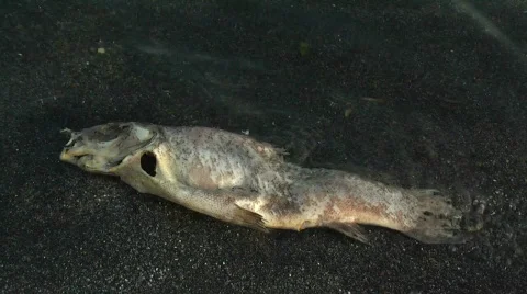 Beached fish close-up Stock Footage 371231