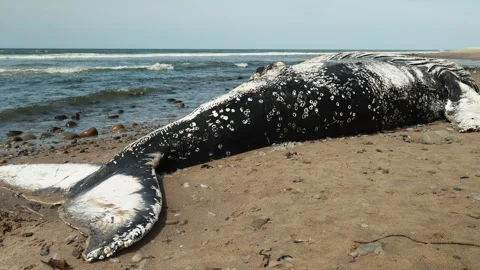 Beached Humpback Whale Stock-Footage 308043918