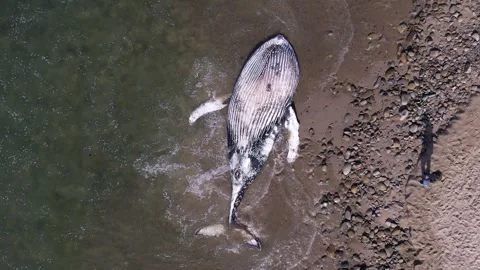 Beached Humpback whale Stock-Footage 308043924