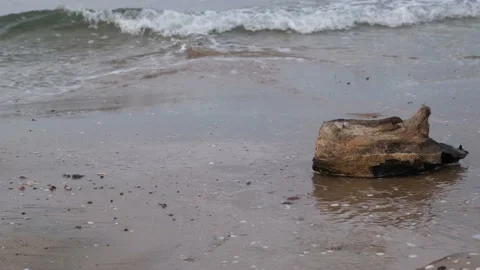 Beached log, beached log by the sea, writing area Stock Footage 168106592
