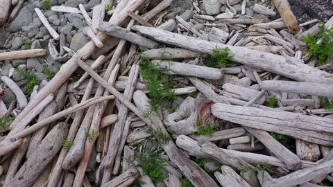 Beached logs look like matchsticks from above Stock Footage 124975261
