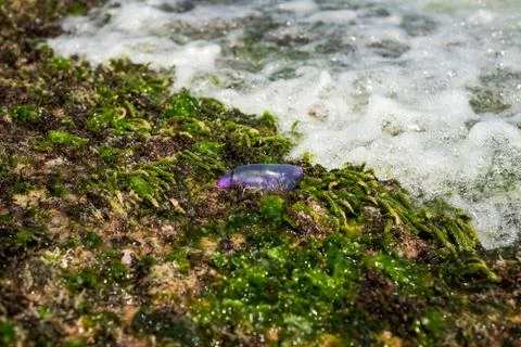 Beached Man-of-War left by the tide on the shore at Recife, Brazil Stock Photos