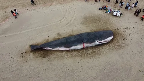 Beached Sperm Whale Stock Footage 195114147