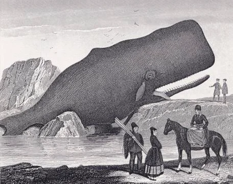 A Beached Sperm Whale, Physeter Macrocephalus. From A 19Th Century Print. Photos