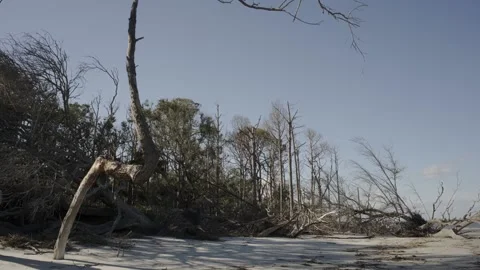 Beached Trees Time-Lapse 库存影片 203970555