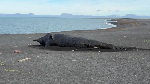 Beached whale carcass on a black sand beach in Iceland, North Atlantic Ocean Stock-Footage 336928901