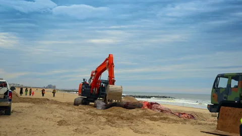 Beached whale carcass is lifted by the excavator. Rescue service is dealing with Stock Footage 333413016