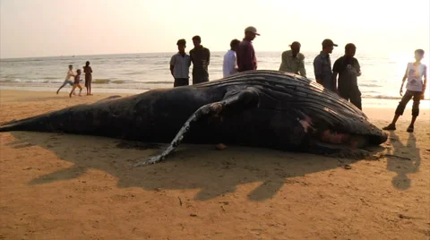 Beached Whale, Goa India Video stock 1209020