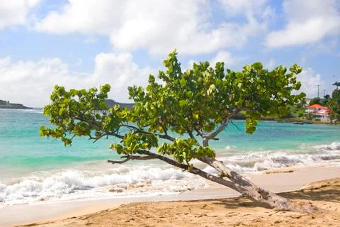 Beachfront tree Stock Photos