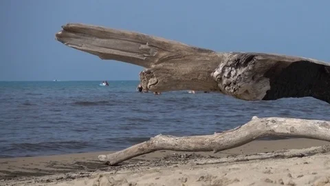Beachgoers With Wood On Beach Stock Footage 94354021