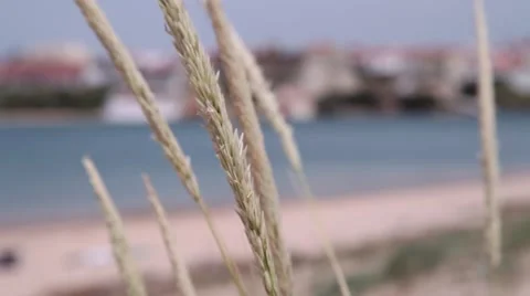 Beachgrass with beach in the background unfocused, slider shot Stock Footage 63153117