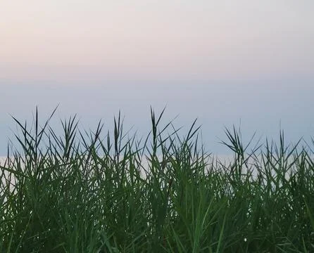 Beachgrass Stock Photos