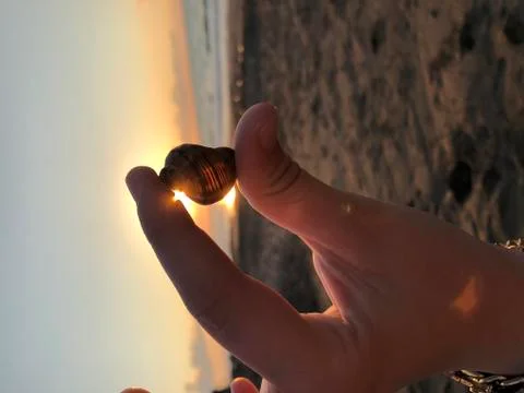 On the beach,hand and snail shell Stock Photos