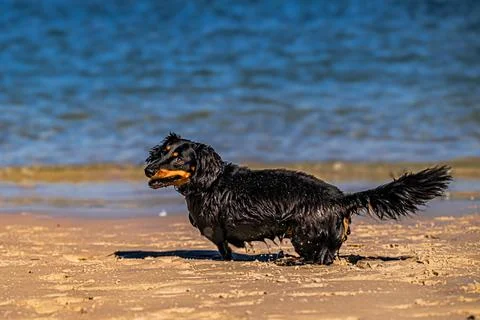 Beachside Canine Play Stock Photos