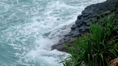 Beachside covered with sea screwpine trees Stock Footage 319826171