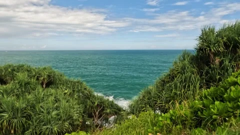 Beachside covered with sea screwpine trees Stock Footage 319826187