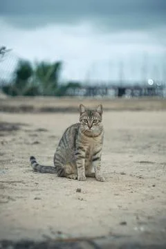 Beachside Feline Stock Photos