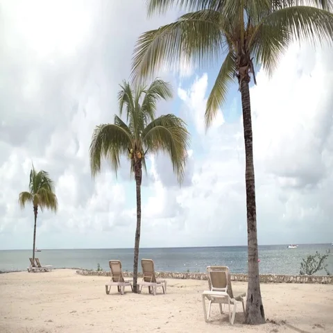Beachside Palm Trees Sway in the Breeze With Lounge Chairs on the Sand Stock Footage 69698129
