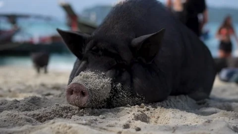 Beachside Pig Resting on Sand Stock Footage 266167168