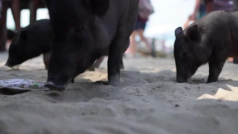 Beachside Pigs Exploring Sand Stock Footage 266167155