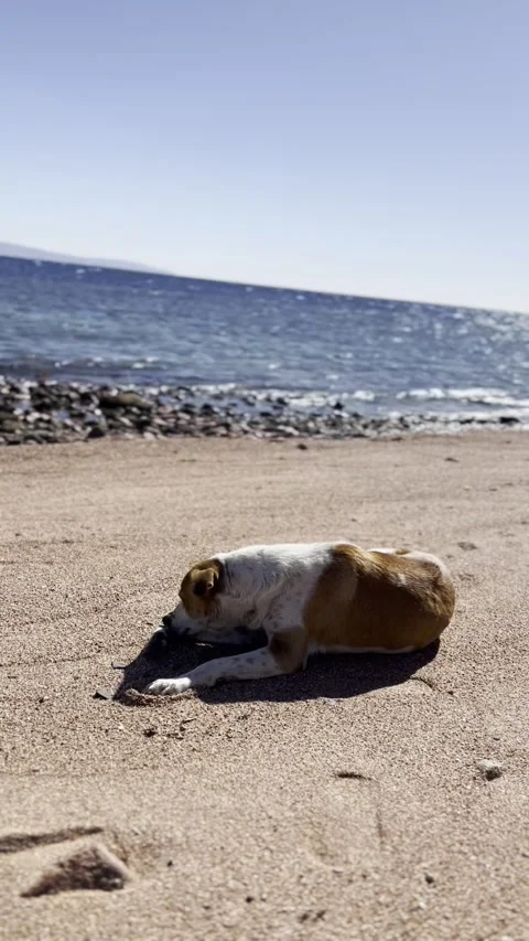 Beachside with Stray Dogs in Dahab Stock Footage 236466854